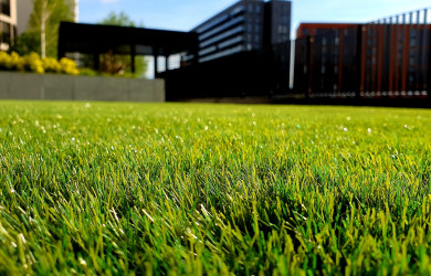 как выбрать газонную траву для дачи - фото - 1